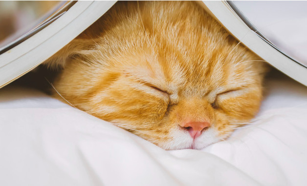 室內設計的實習報告十二篇 室內設計的實習報告十二篇