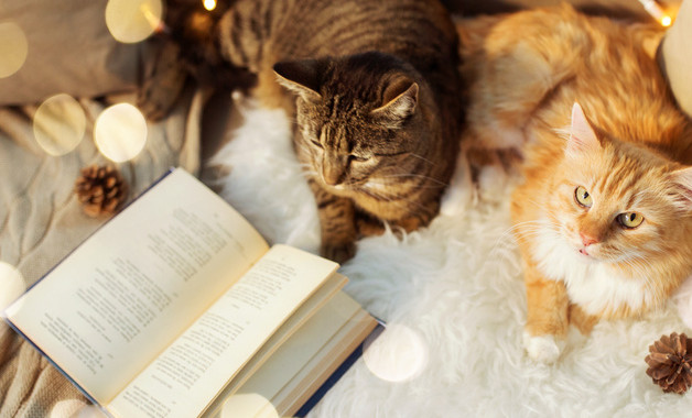 小學教師年度考核工作總結合集十篇