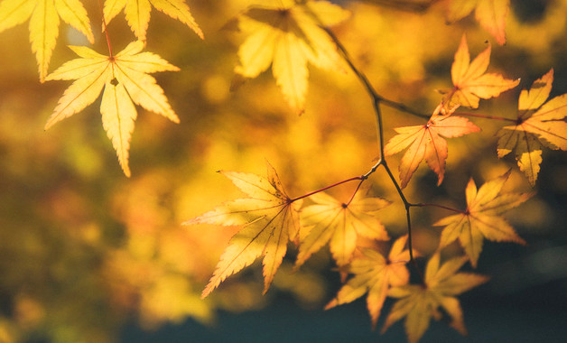 xxxx年大學生畢業實習報告周記：機械設計實習報告十二篇